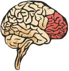 Science brain1