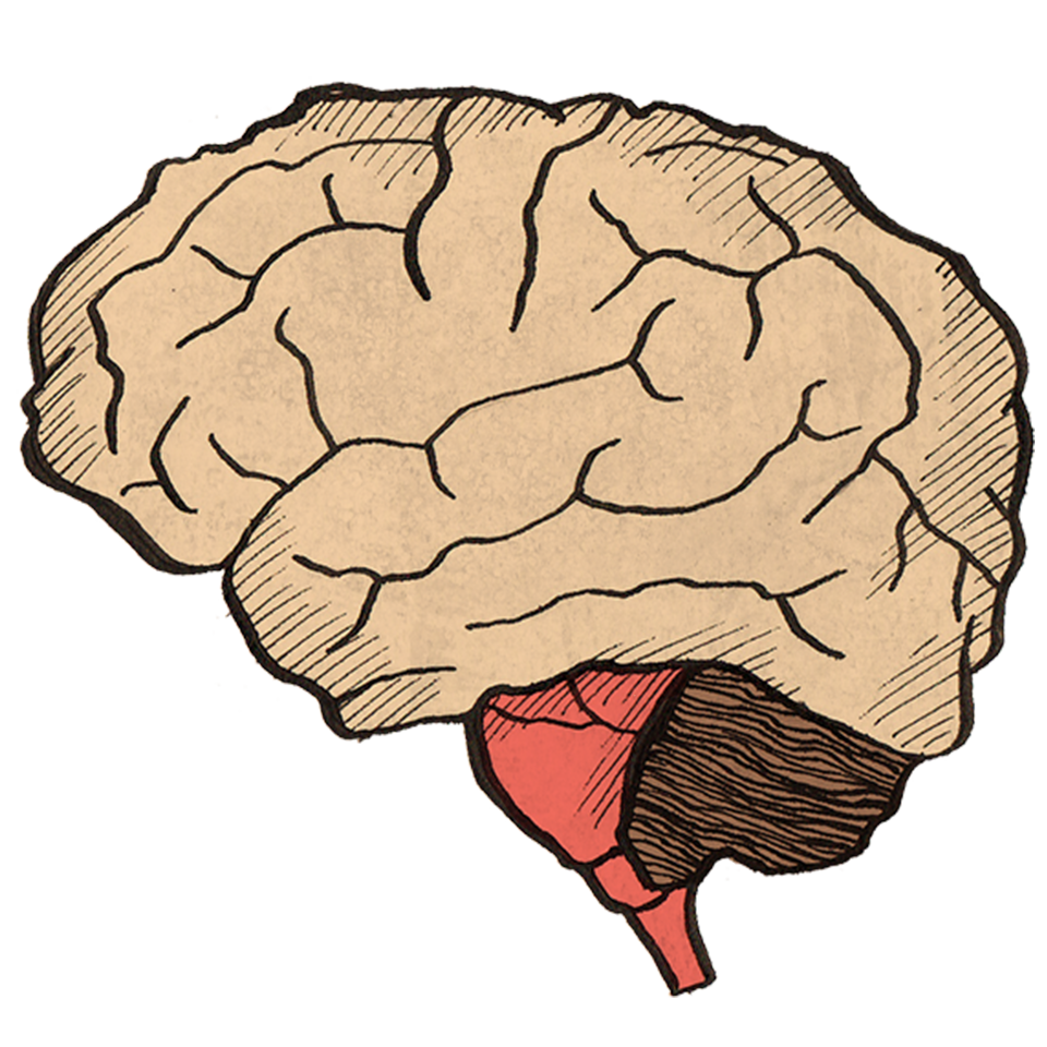 BRAINSTEM