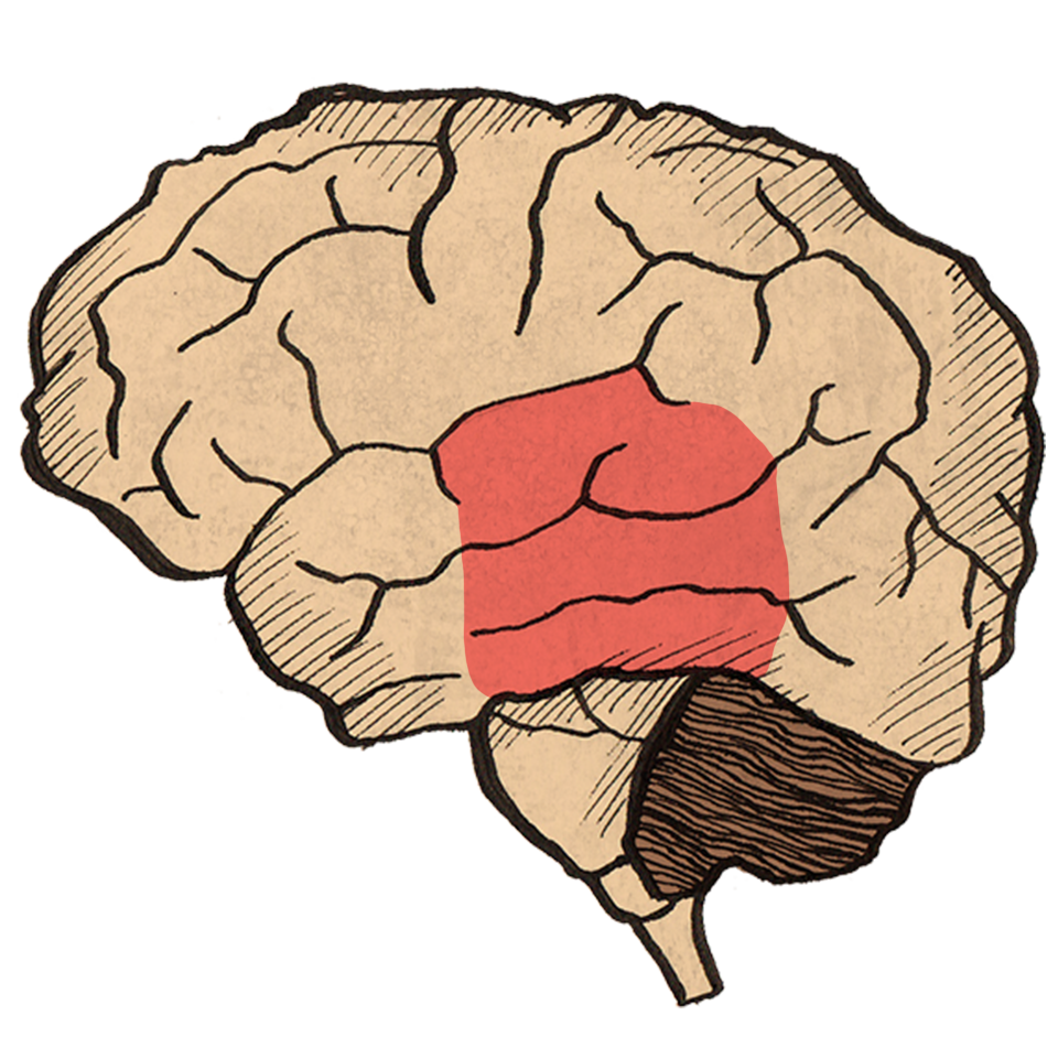 THE LIMBIC SYSTEM