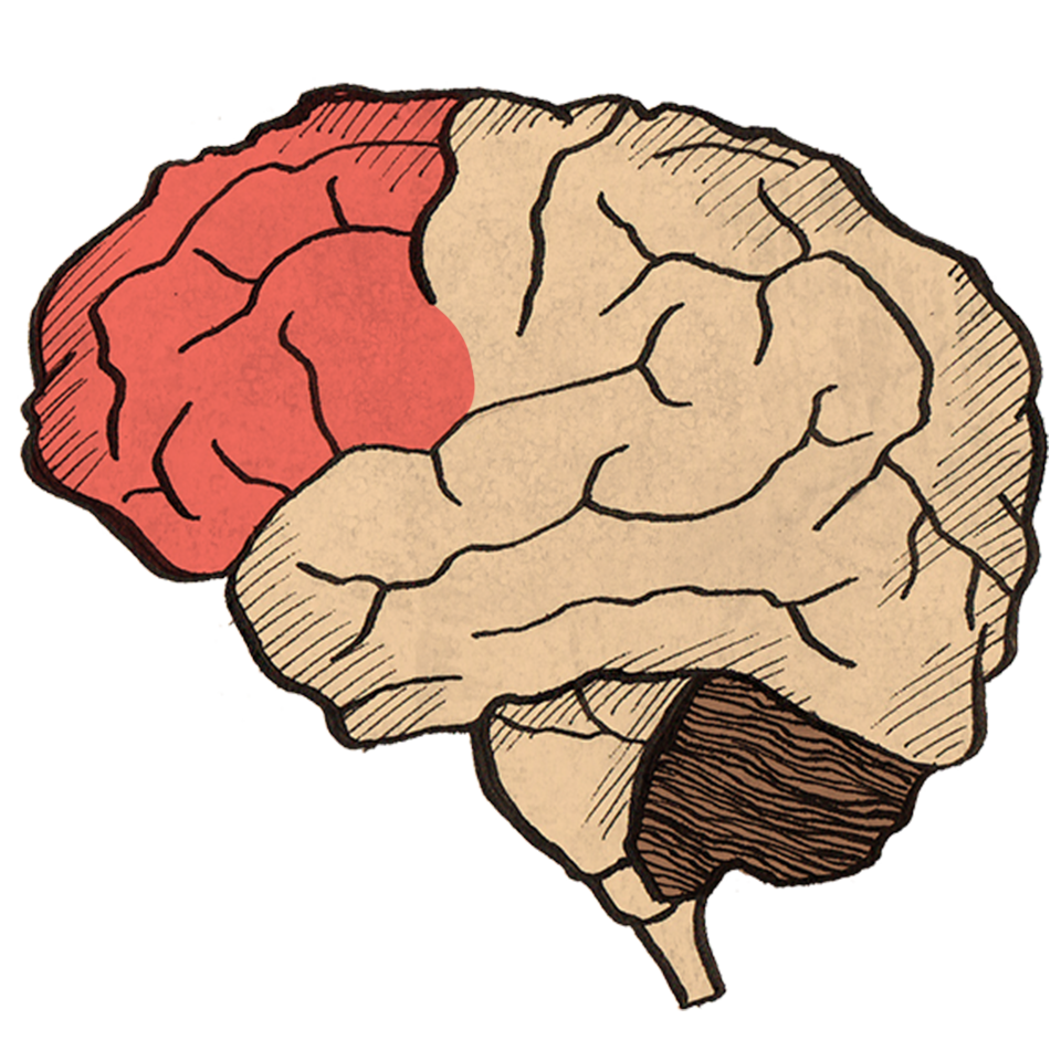 PREFRONTAL CORTEX