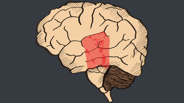 THE LIMBIC SYSTEM