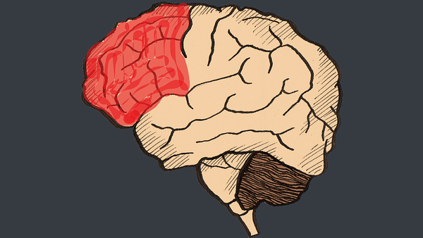 PREFRONTAL CORTEX